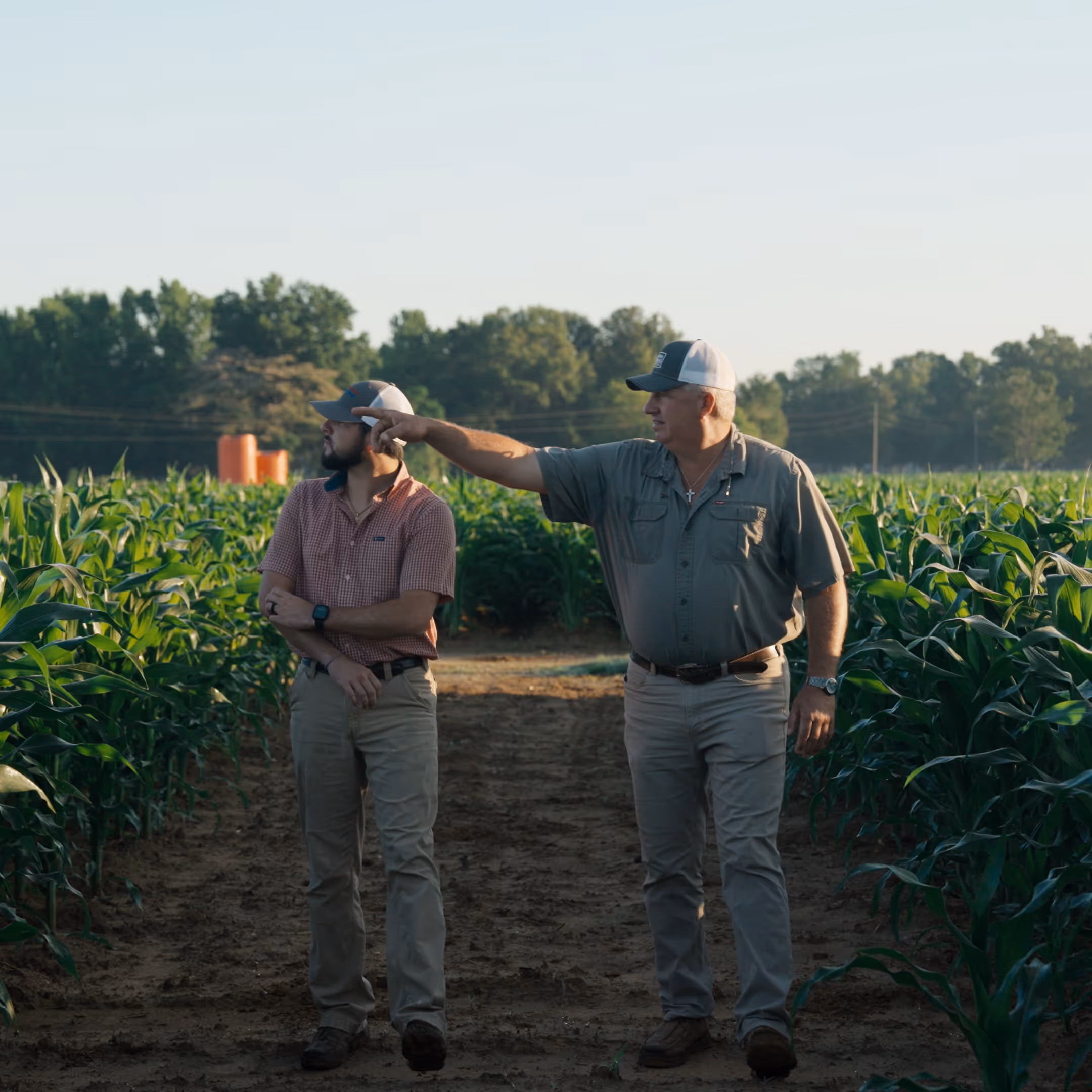 Farmers walking through a corn field.